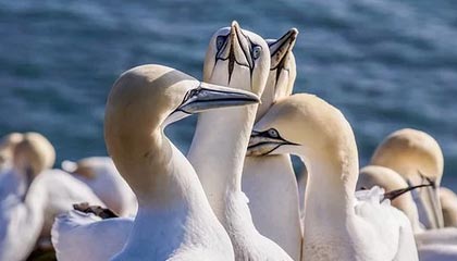 开云官网-曼城3-1莱斯特城，哈兰德独中两元，曼城2_0莱斯特城